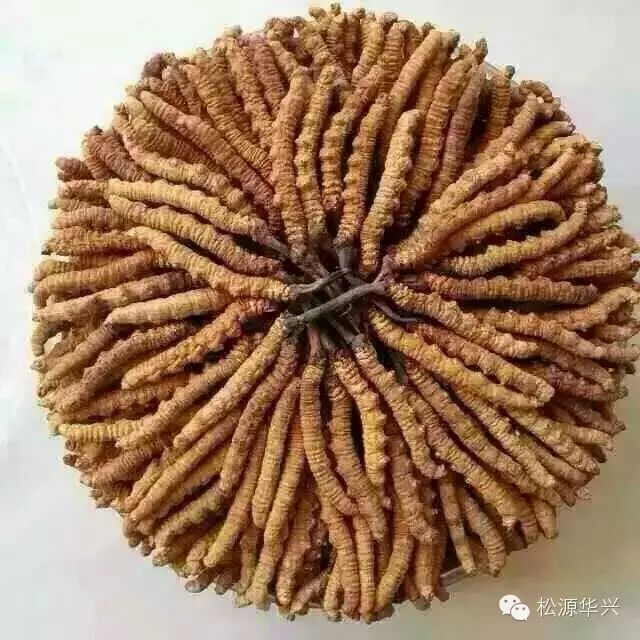 蟲草凍干機